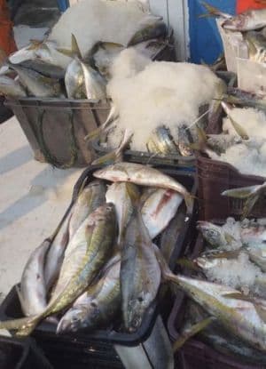 Pesca ilegal durante período de veda preocupa operadores e ameaça reprodução do carapau em Luanda