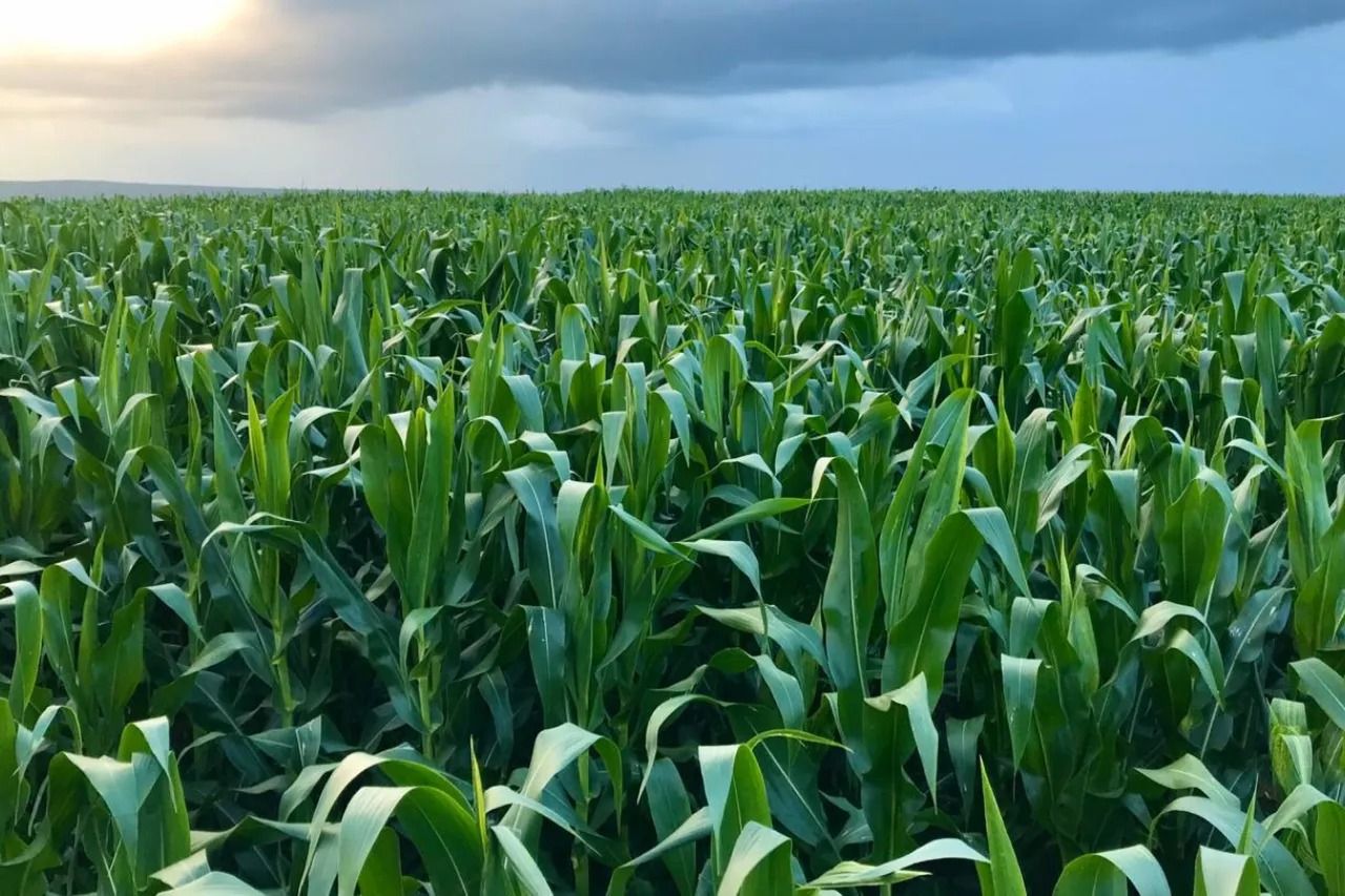 Grupo OMATAPALO apresenta escala e potencial produtivo das Fazendas Mumba e Quiminha na Agritech Show